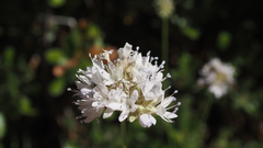 Gilia capitata abrotanifolia