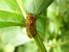 Ocoaxo panamensis