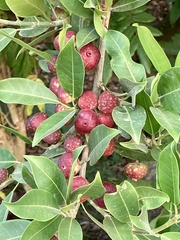 Ficus pertusa
