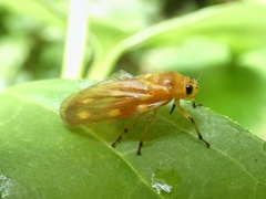 Ocoaxo panamensis