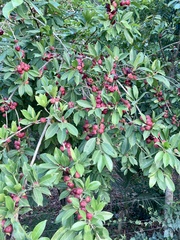 Ficus pertusa