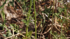 Gilia capitata abrotanifolia