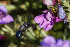 Osmia ribifloris