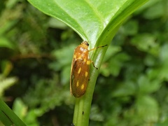 Ocoaxo panamensis