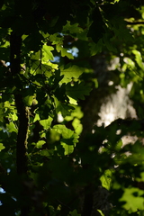 Quercus austrina