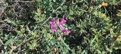 Lathyrus vestitus alefeldii