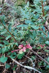 Grevillea lanigera