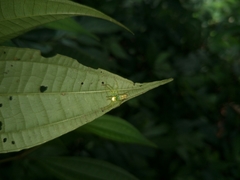 Aoaraneus pentagrammicus