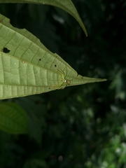 Aoaraneus pentagrammicus