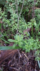 Hibbertia hirticalyx