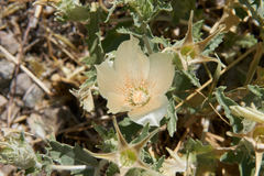 Mentzelia involucrata
