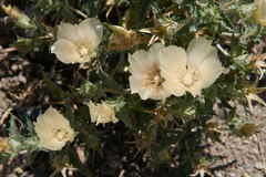 Mentzelia involucrata