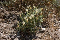 Mentzelia involucrata