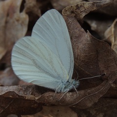 Pieris virginiensis