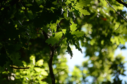 Image of Quercus austrina by (c) Siddarth Machado, some rights reserved (CC BY)