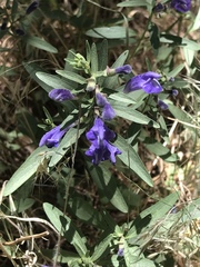 Scutellaria siphocampyloides