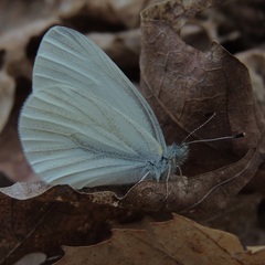 Pieris virginiensis