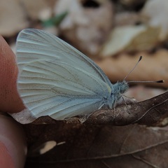 Pieris virginiensis
