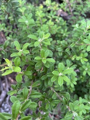 Hibbertia hirticalyx