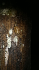 Ariophantidae