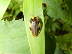 Aspisoma depictum