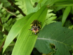 Aspisoma depictum