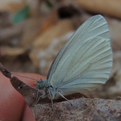 Pieris virginiensis