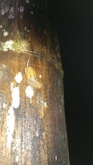 Ariophantidae
