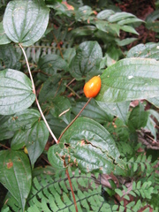 Prosartes smithii