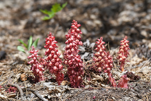 iNaturalist observation photo of Snowplant