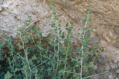 Brickellia desertorum