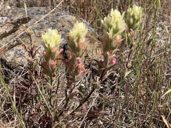 Castilleja affinis neglecta