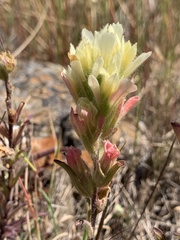 Castilleja affinis neglecta