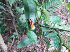 Chauliognathus faustus