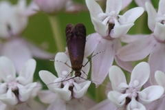 Adela caeruleella