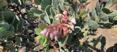 Arctostaphylos pringlei drupacea