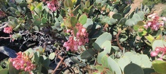 Arctostaphylos pringlei drupacea