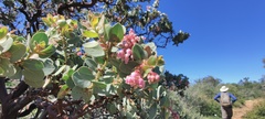 Arctostaphylos pringlei drupacea