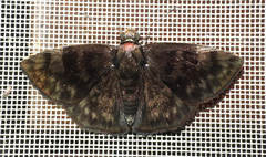 Pachyneuria