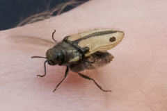 Acmaeodera latiflava