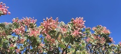 Arctostaphylos pringlei drupacea