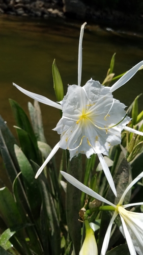 Image of Hymenocallis coronaria by (c) Leigha S, some rights reserved (CC BY)
