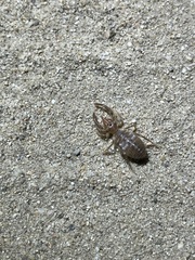 Eremobatinae