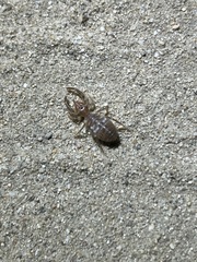 Eremobatinae