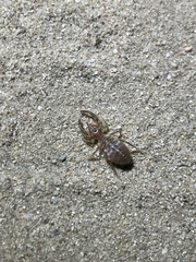 Eremobatinae