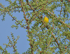 Leiothlypis ruficapilla image