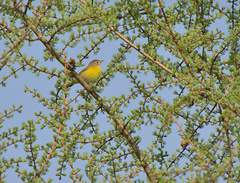 Leiothlypis ruficapilla image