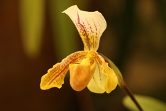 Paphiopedilum