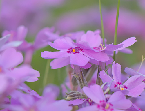 Moss Phlox