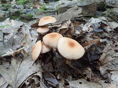 Marasmius cohaerens lachnophyllus